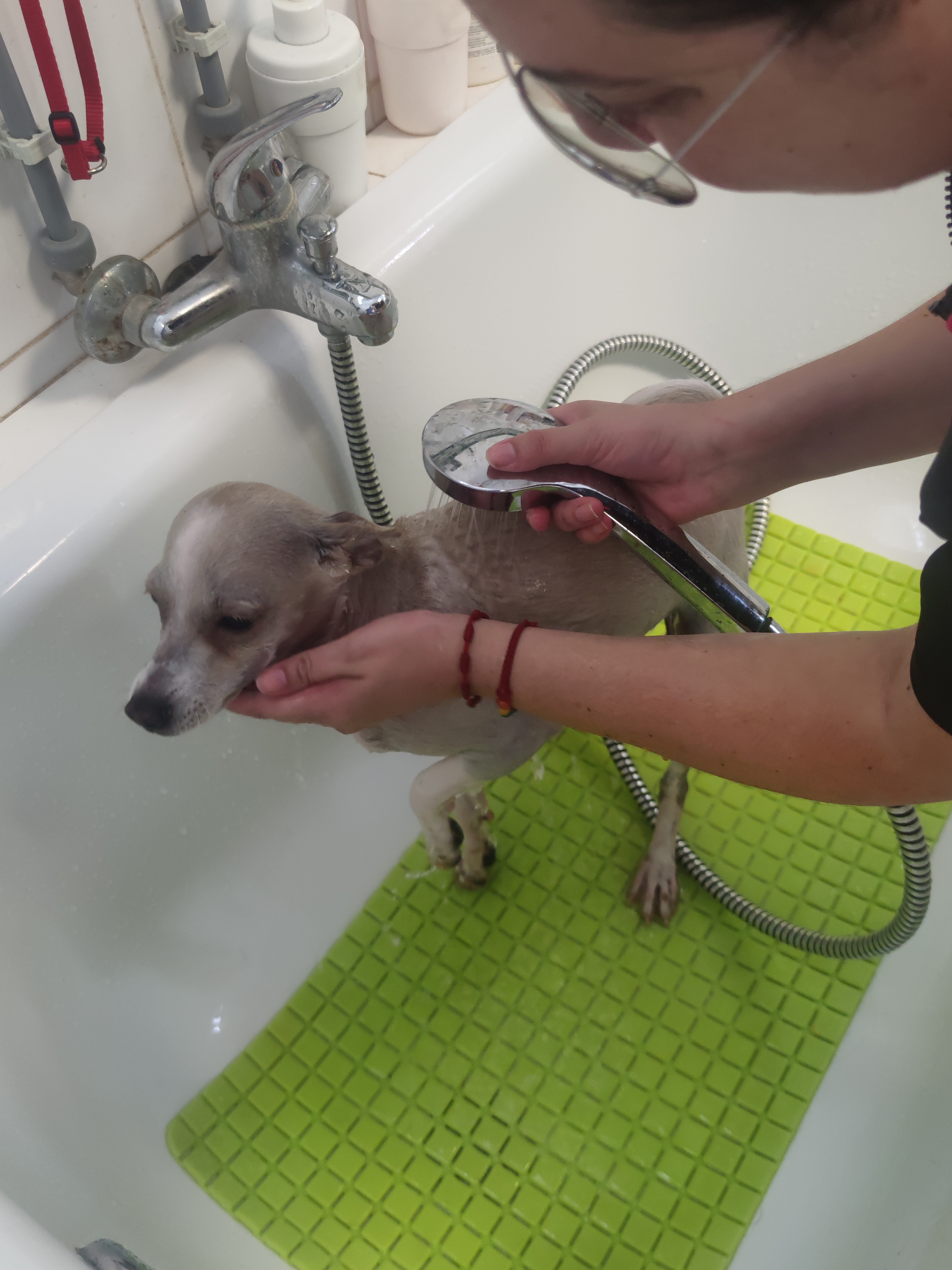Peluquería de mascotas Yolapatitas